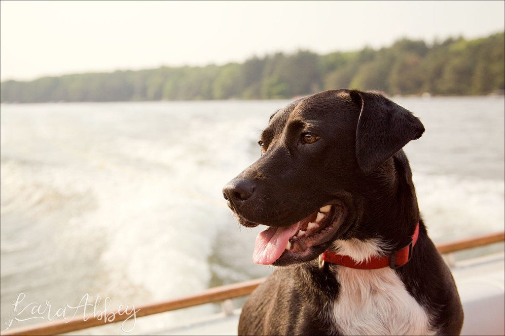 Abby's Saturday Lifestyle Pet Photography Black Lab Deep Creek Lake, MD Garrett County
