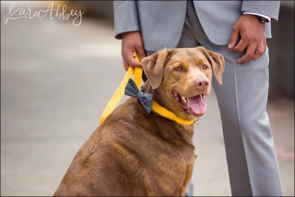 5 Tips on How to Incorporate Your Dog into Your Wedding Day by Kara Abbey Photography Irwin, PA