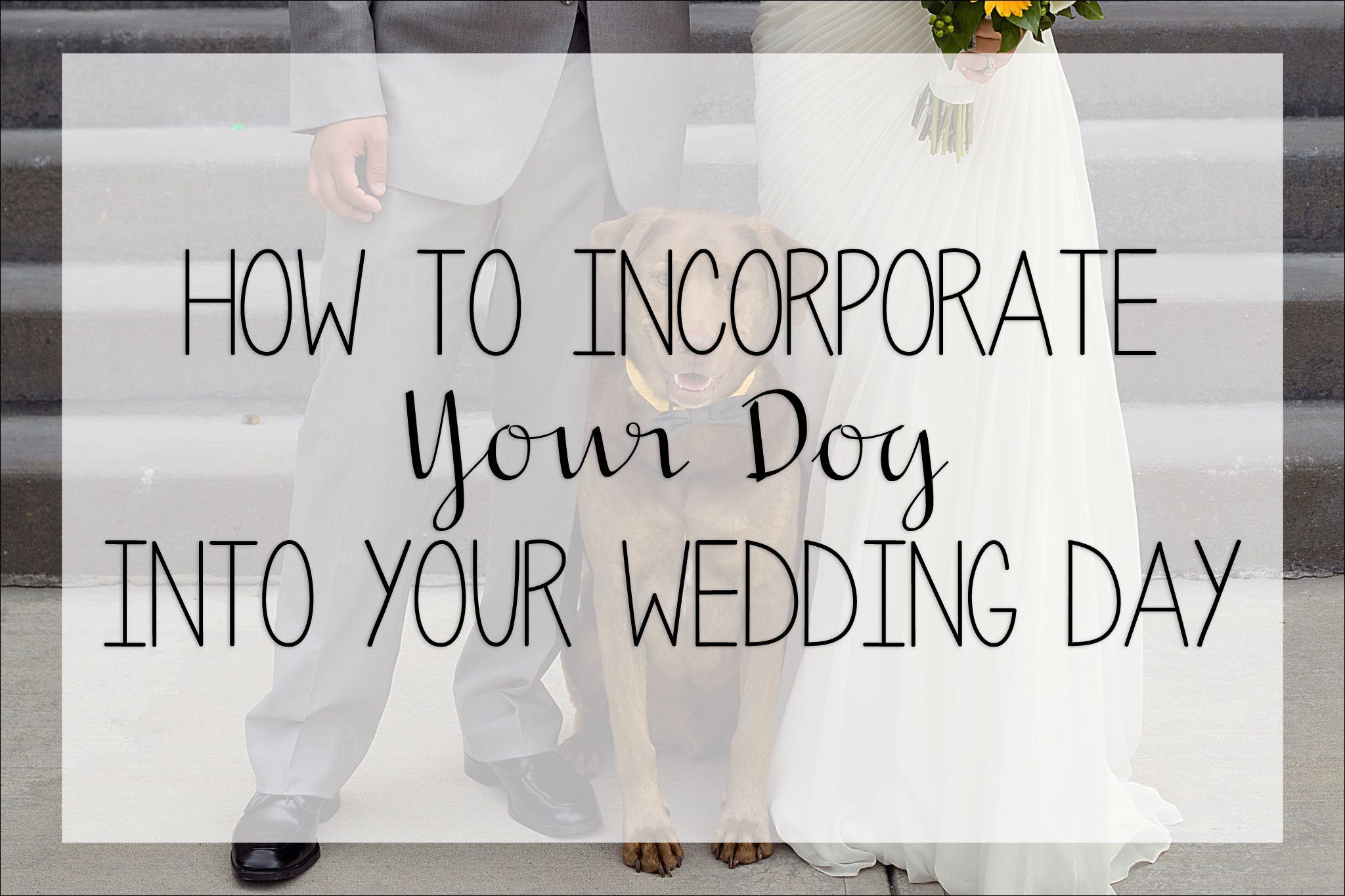 5 Tips on How to Incorporate Your Dog into Your Wedding Day by Kara Abbey Photography Irwin, PA