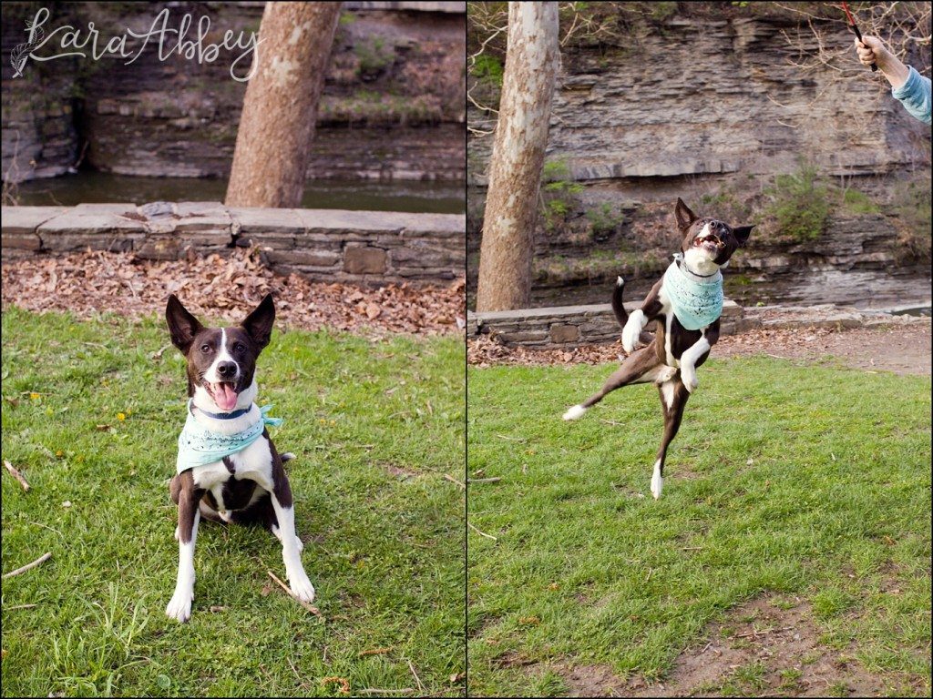 Spring Engagement Photography in Ithaca, NY Waterfall with their dog by Kara Abbey Photography