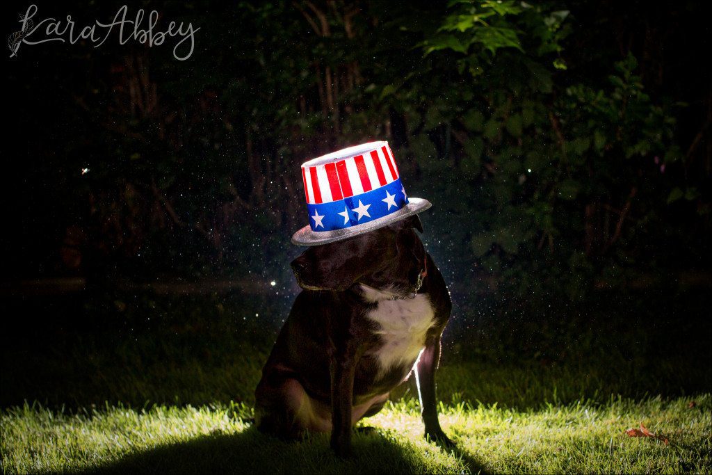 Happy 4th of July! Abby's Saturday - Lifestyle Backyard Night Pet Photography with a Black Lab in Irwin, PA