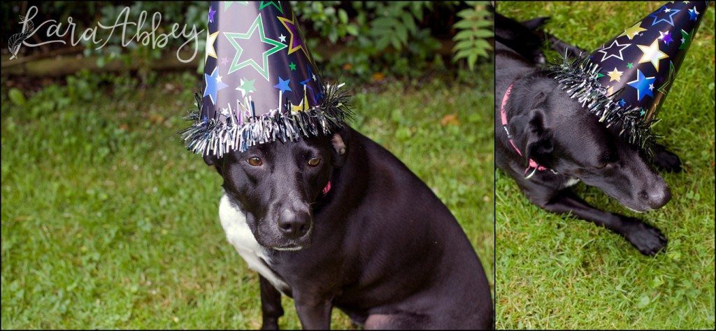 Happy Birthday Abby! A Doggie Birthday Party by Kara Abbey Photography in Irwin, PA