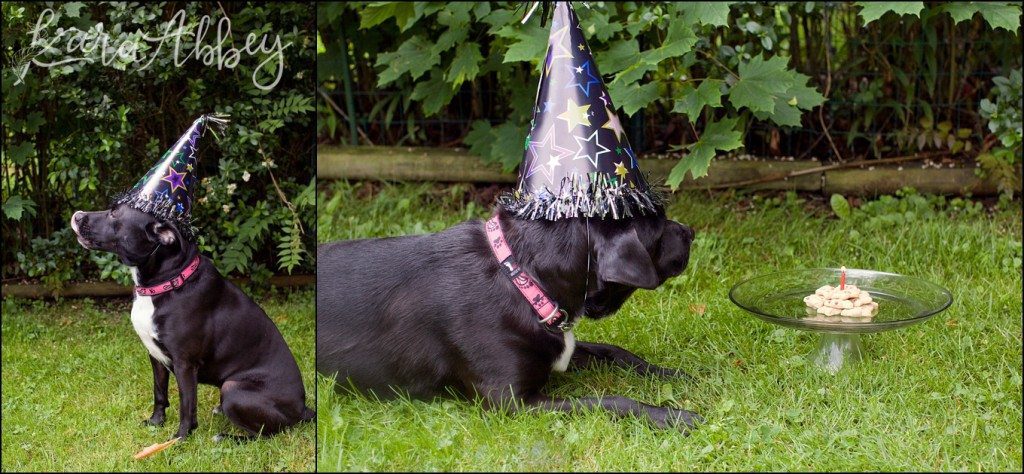 Happy Birthday Abby! A Doggie Birthday Party by Kara Abbey Photography in Irwin, PA