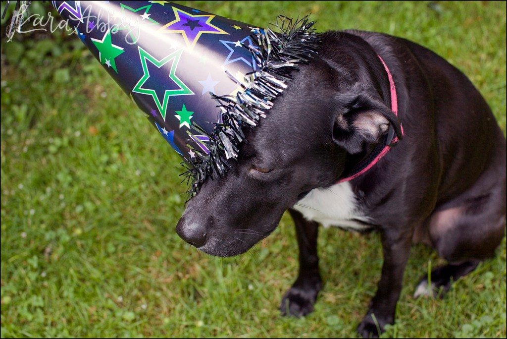 Happy Birthday Abby! A Doggie Birthday Party by Kara Abbey Photography in Irwin, PA