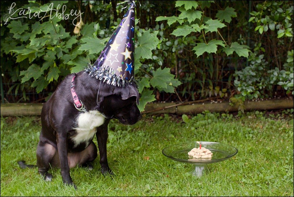 Happy Birthday Abby! A Doggie Birthday Party by Kara Abbey Photography in Irwin, PA