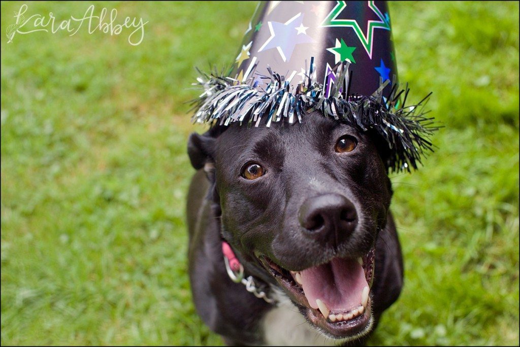 Happy Birthday Abby! A Doggie Birthday Party by Kara Abbey Photography in Irwin, PA