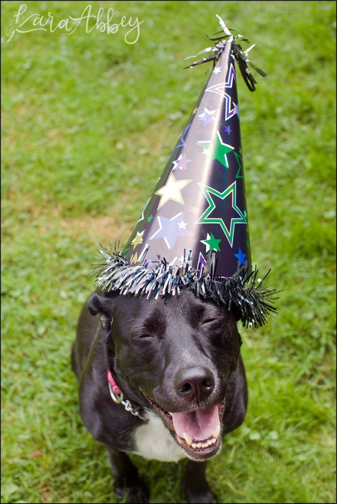Happy Birthday Abby! A Doggie Birthday Party by Kara Abbey Photography in Irwin, PA