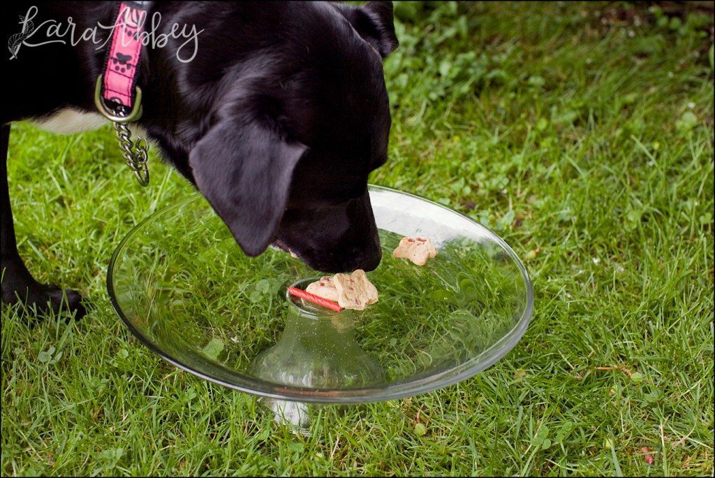 Happy Birthday Abby! A Doggie Birthday Party by Kara Abbey Photography in Irwin, PA