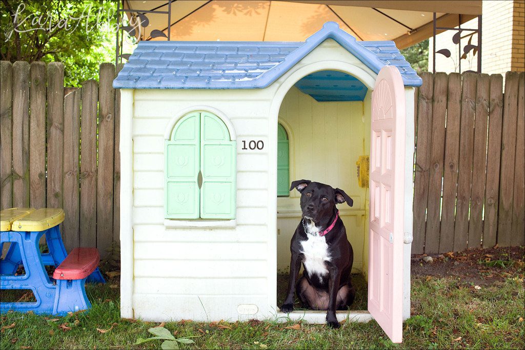 Abby's Saturday - Lifestyle Backyard Pet Photography Black Lab in Irwin, PA