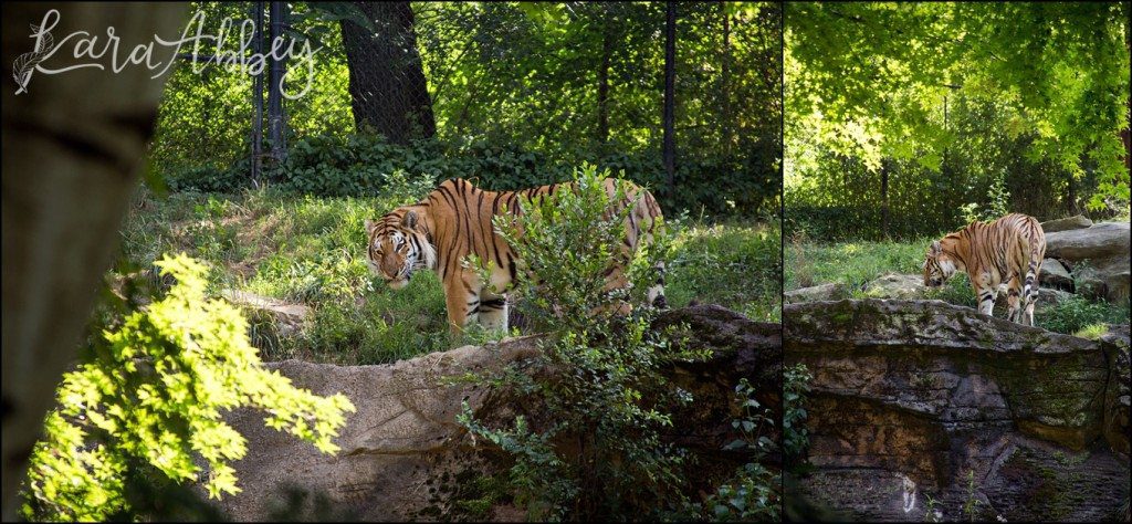 Pittsburgh Zoo & Aquarium Summer Day by Kara Abbey Photography in Irwin, PA