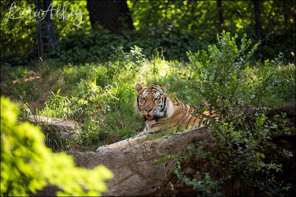 Pittsburgh Zoo & Aquarium Summer Day by Kara Abbey Photography in Irwin, PA