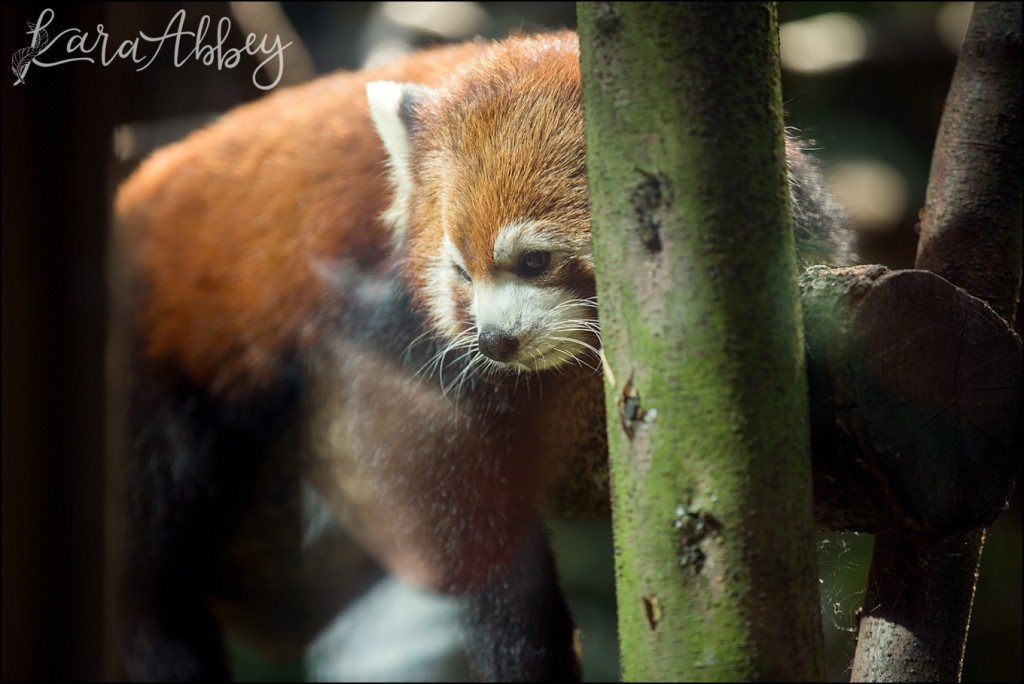 Pittsburgh Zoo & Aquarium Summer Day by Kara Abbey Photography in Irwin, PA