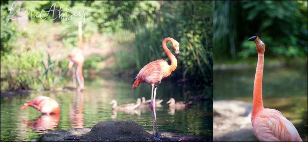 Pittsburgh Zoo & Aquarium Summer Day by Kara Abbey Photography in Irwin, PA