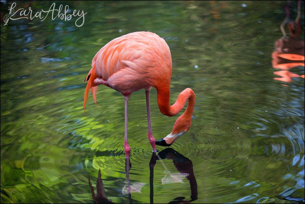 Pittsburgh Zoo & Aquarium Summer Day by Kara Abbey Photography in Irwin, PA