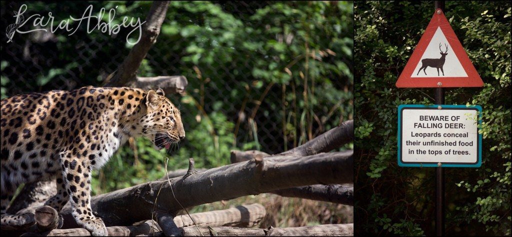 Pittsburgh Zoo & Aquarium Summer Day by Kara Abbey Photography in Irwin, PA