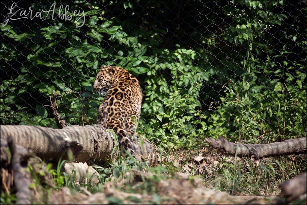 Pittsburgh Zoo & Aquarium Summer Day by Kara Abbey Photography in Irwin, PA