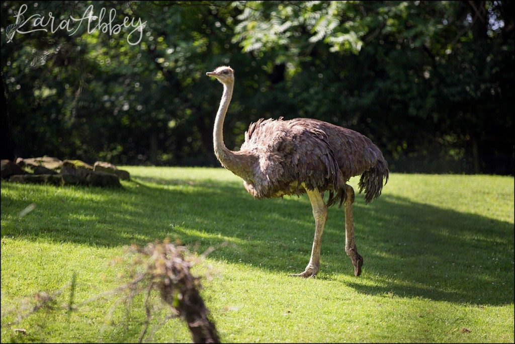 Pittsburgh Zoo & Aquarium Summer Day by Kara Abbey Photography in Irwin, PA