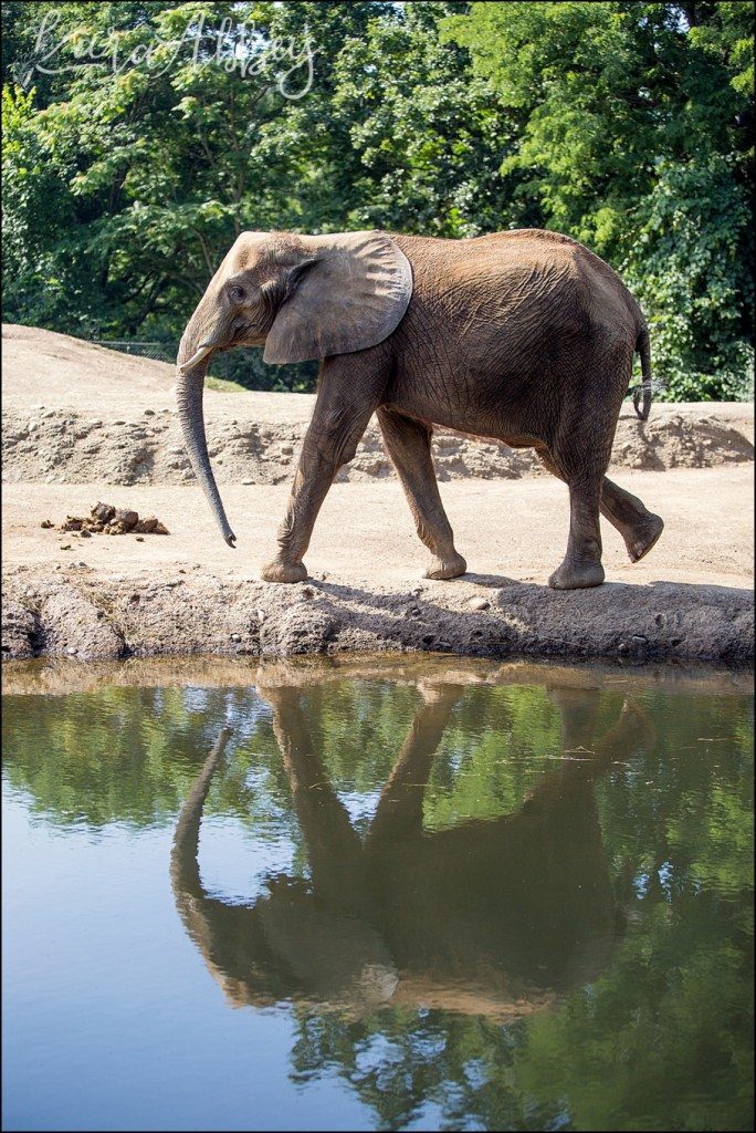 Pittsburgh Zoo & Aquarium Summer Day by Kara Abbey Photography in Irwin, PA