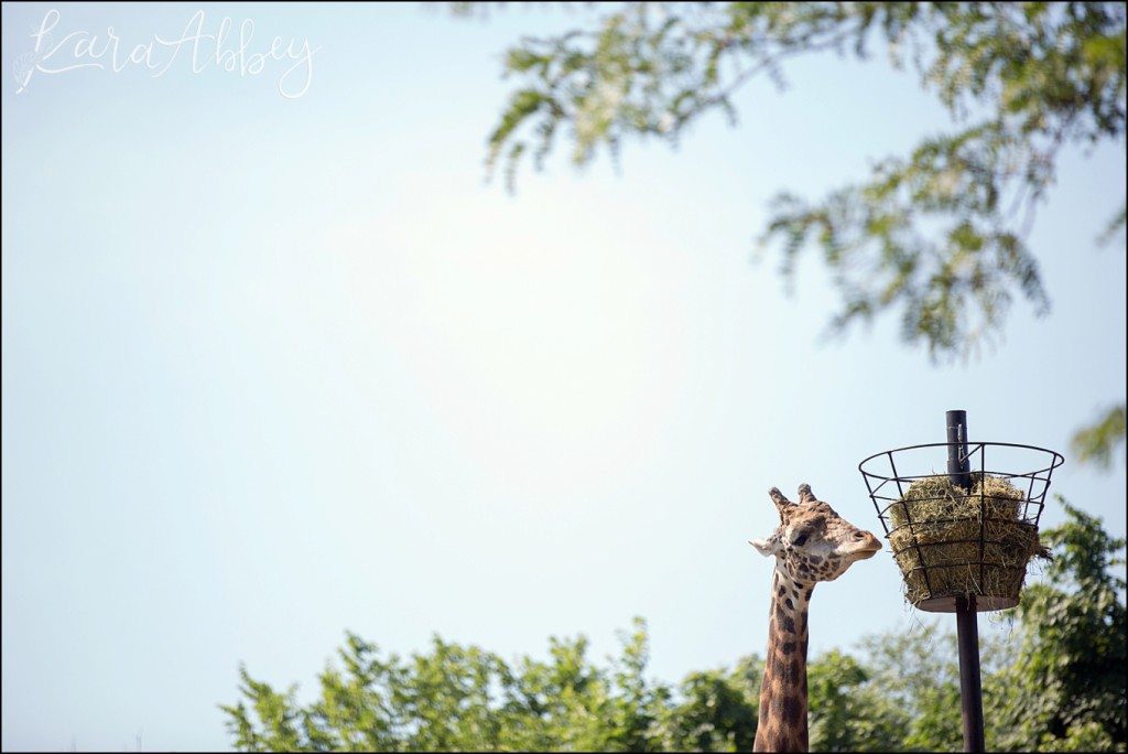 Pittsburgh Zoo & Aquarium Summer Day by Kara Abbey Photography in Irwin, PA