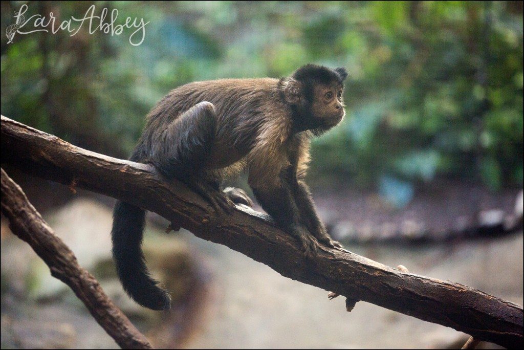 Pittsburgh Zoo & Aquarium Summer Day by Kara Abbey Photography in Irwin, PA