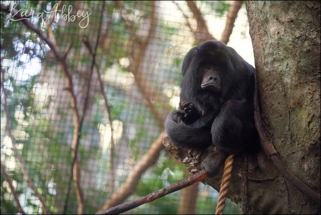 Pittsburgh Zoo & Aquarium Summer Day by Kara Abbey Photography in Irwin, PA