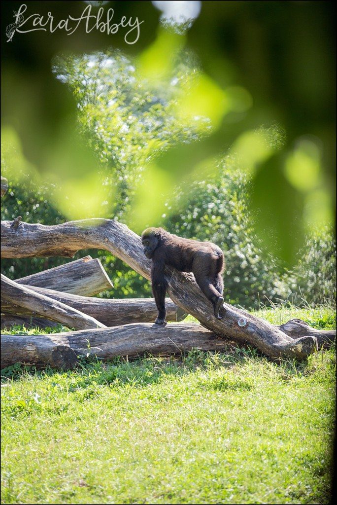 Pittsburgh Zoo & Aquarium Summer Day by Kara Abbey Photography in Irwin, PA