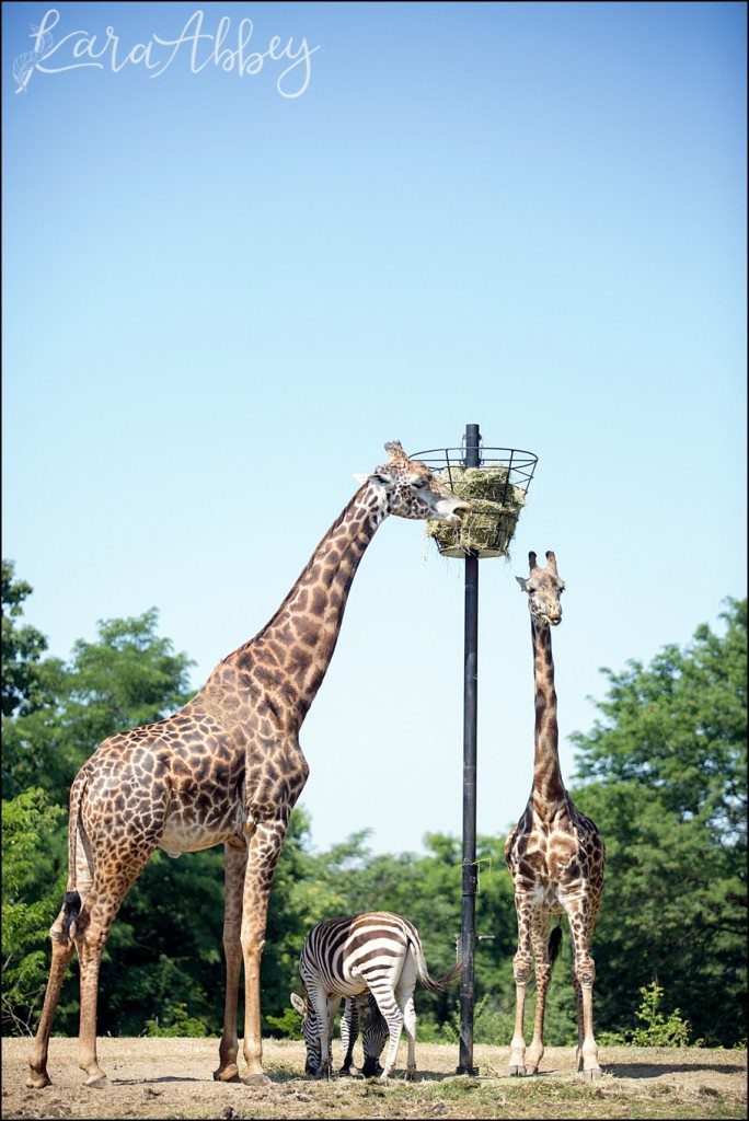 Pittsburgh Zoo & Aquarium Summer Day by Kara Abbey Photography in Irwin, PA