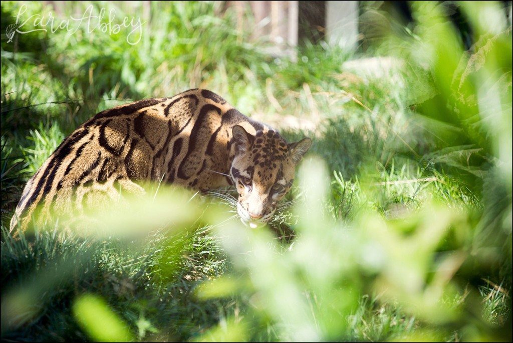Pittsburgh Zoo & Aquarium Summer Day by Kara Abbey Photography in Irwin, PA