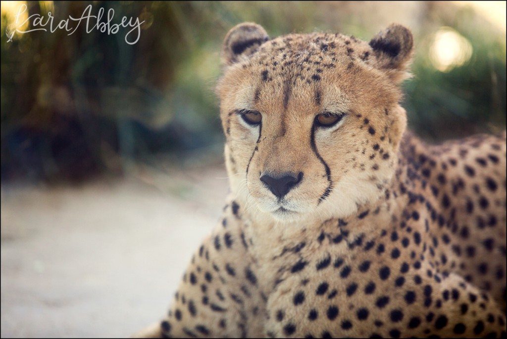 Pittsburgh Zoo & Aquarium Summer Day by Kara Abbey Photography in Irwin, PA
