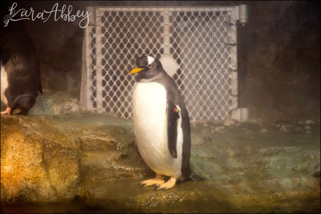 Pittsburgh Zoo & Aquarium Summer Day by Kara Abbey Photography in Irwin, PA