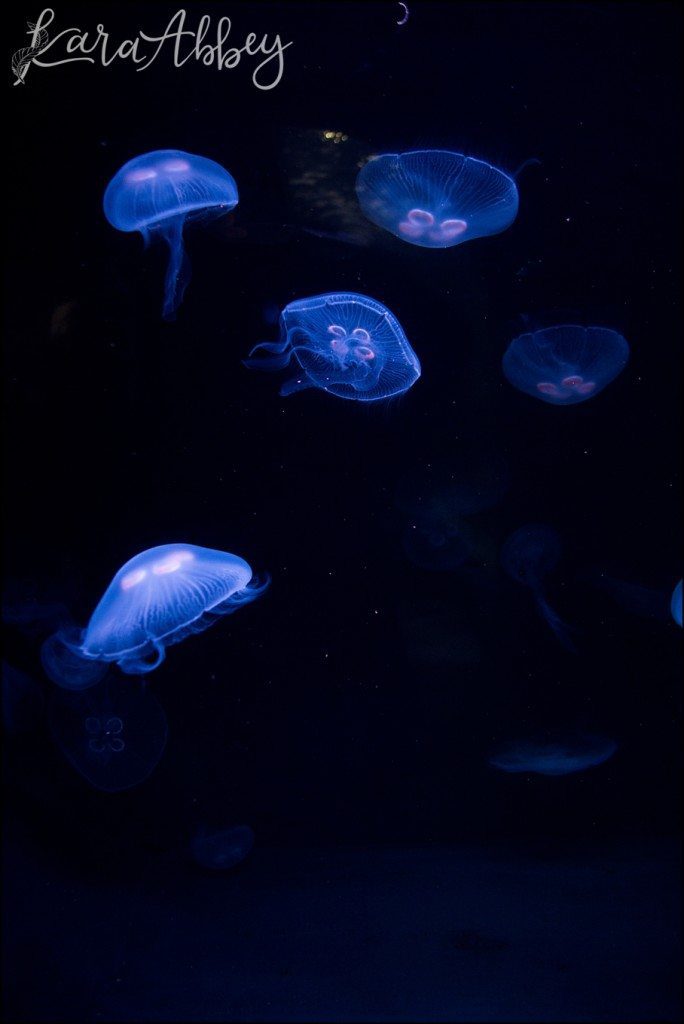 Pittsburgh Zoo & Aquarium Summer Day by Kara Abbey Photography in Irwin, PA