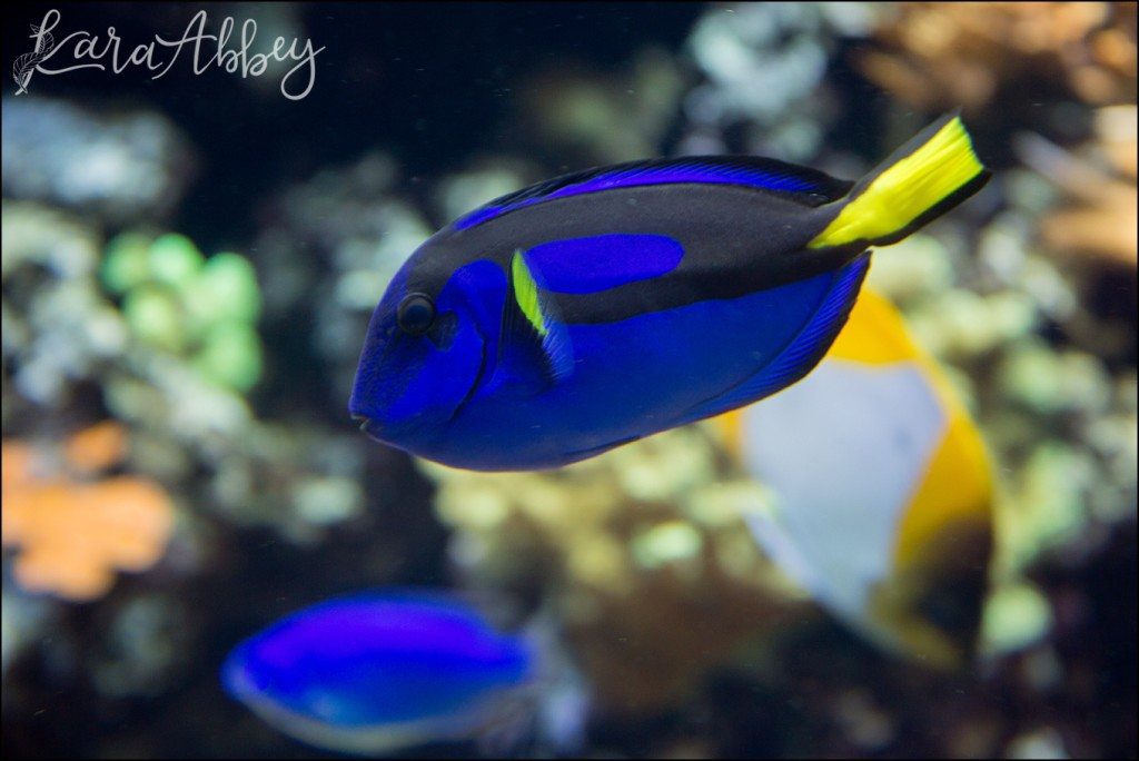 Pittsburgh Zoo & Aquarium Summer Day by Kara Abbey Photography in Irwin, PA