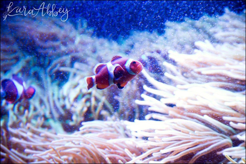 Pittsburgh Zoo & Aquarium Summer Day by Kara Abbey Photography in Irwin, PA