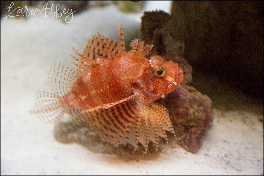 Pittsburgh Zoo & Aquarium Summer Day by Kara Abbey Photography in Irwin, PA