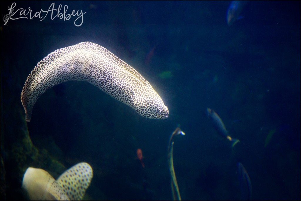 Pittsburgh Zoo & Aquarium Summer Day by Kara Abbey Photography in Irwin, PA