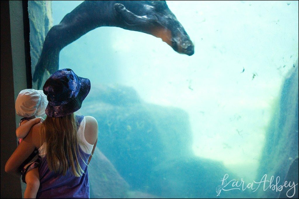 Pittsburgh Zoo & Aquarium Summer Day by Kara Abbey Photography in Irwin, PA