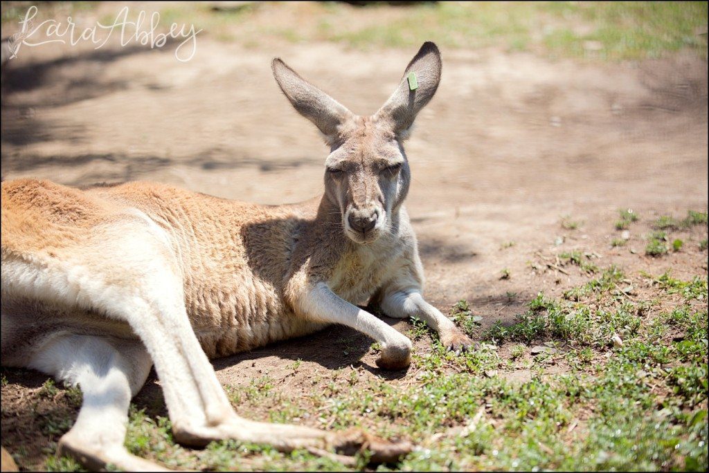 Pittsburgh Zoo & Aquarium Summer Day by Kara Abbey Photography in Irwin, PA