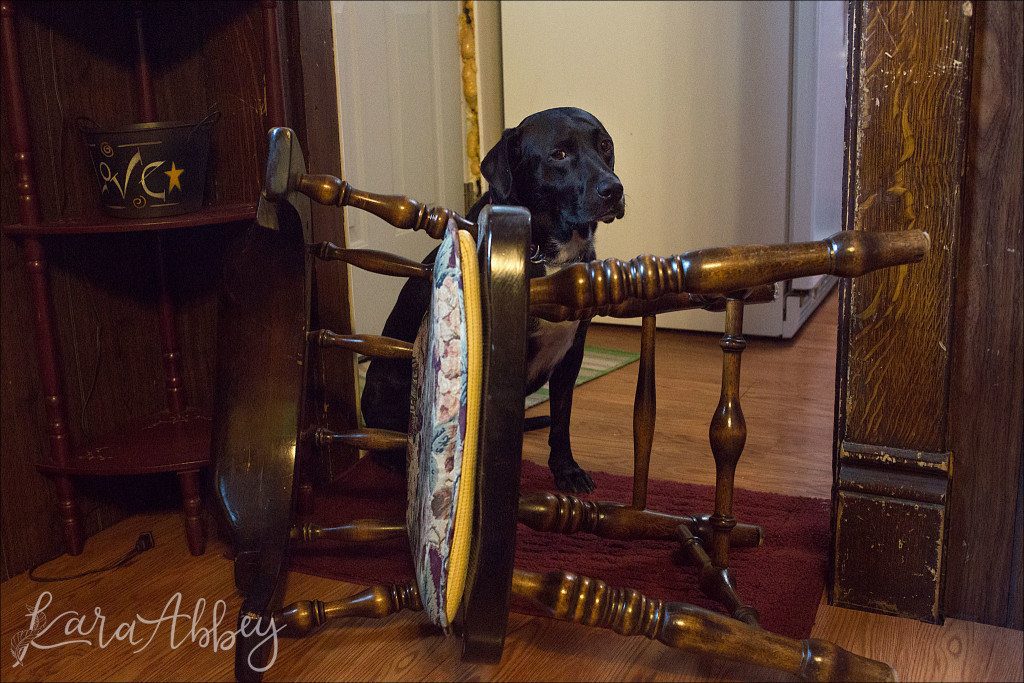 Abby's Saturday - Lifestyle Pet Photography Black Lab in Irwin, PA