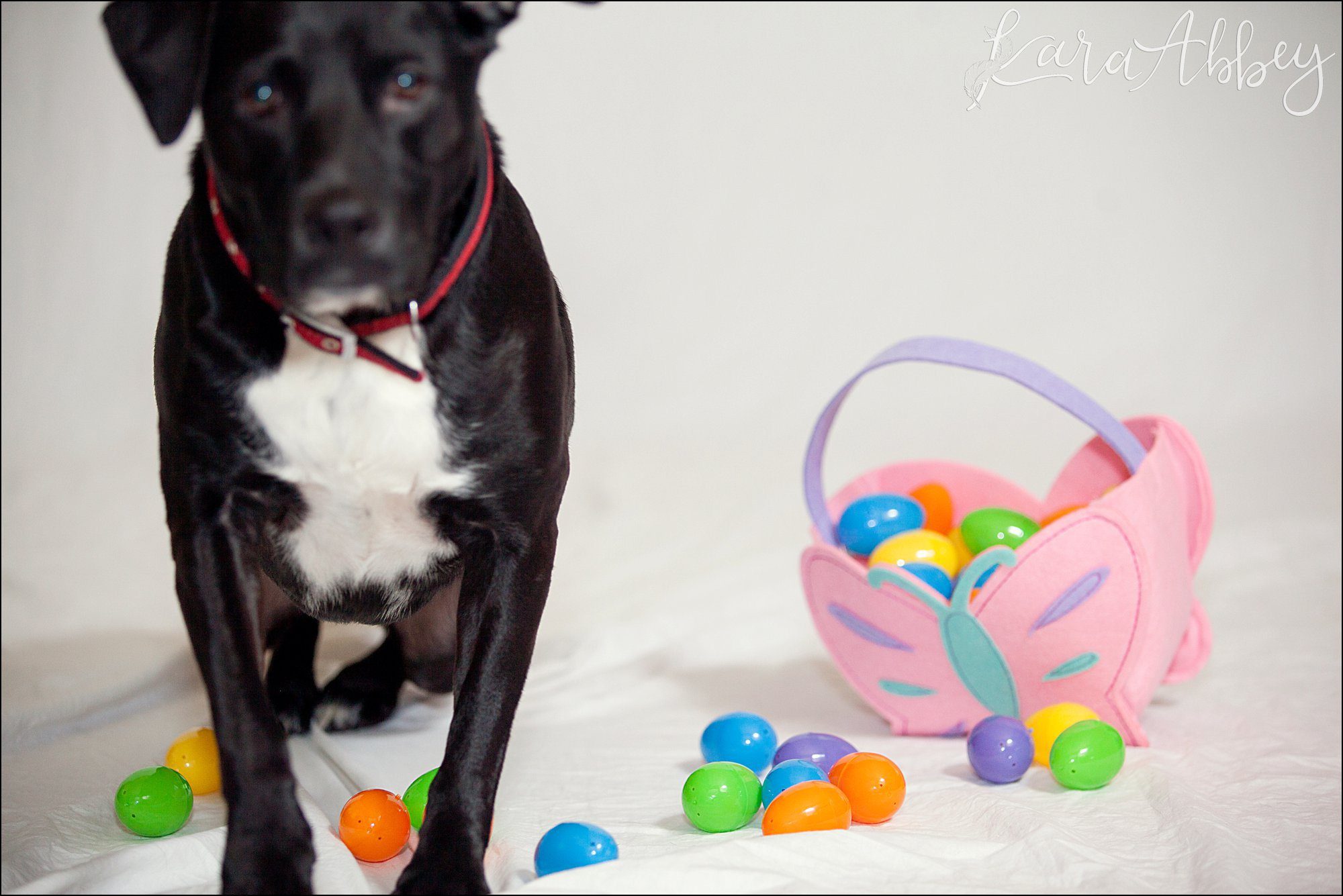 Abby's Saturday (a weekly photo featuring my Black Lab) BLOOPER REEL from 2016 by Irwin, PA Photographer