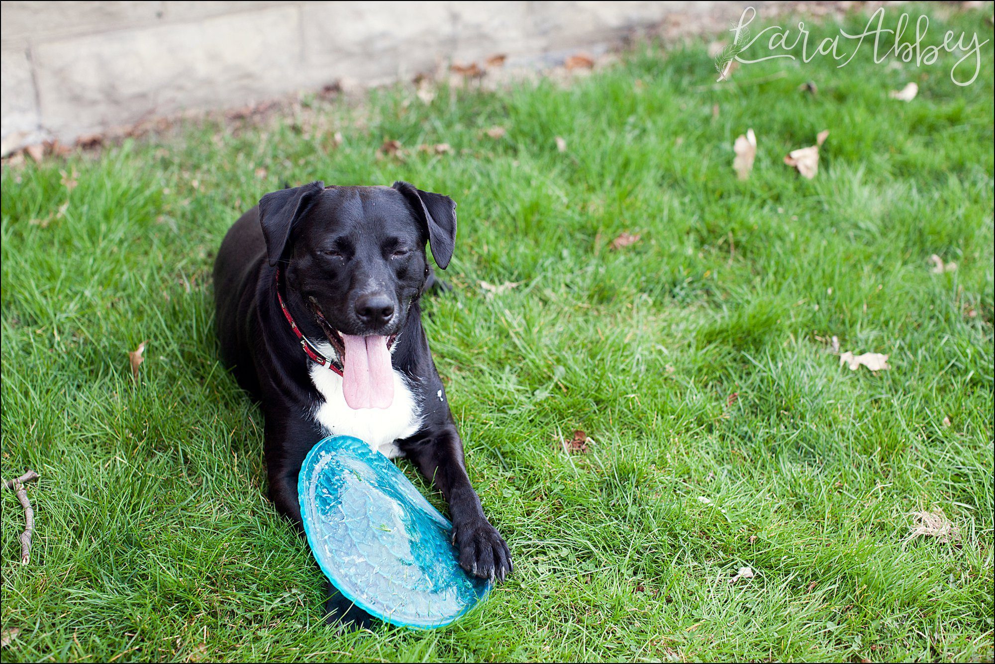 Abby's Saturday (a weekly photo featuring my Black Lab) BLOOPER REEL from 2016 by Irwin, PA Photographer