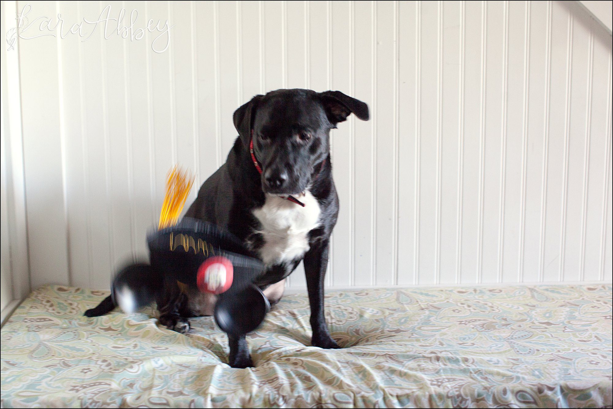 Abby's Saturday (a weekly photo featuring my Black Lab) BLOOPER REEL from 2016 by Irwin, PA Photographer
