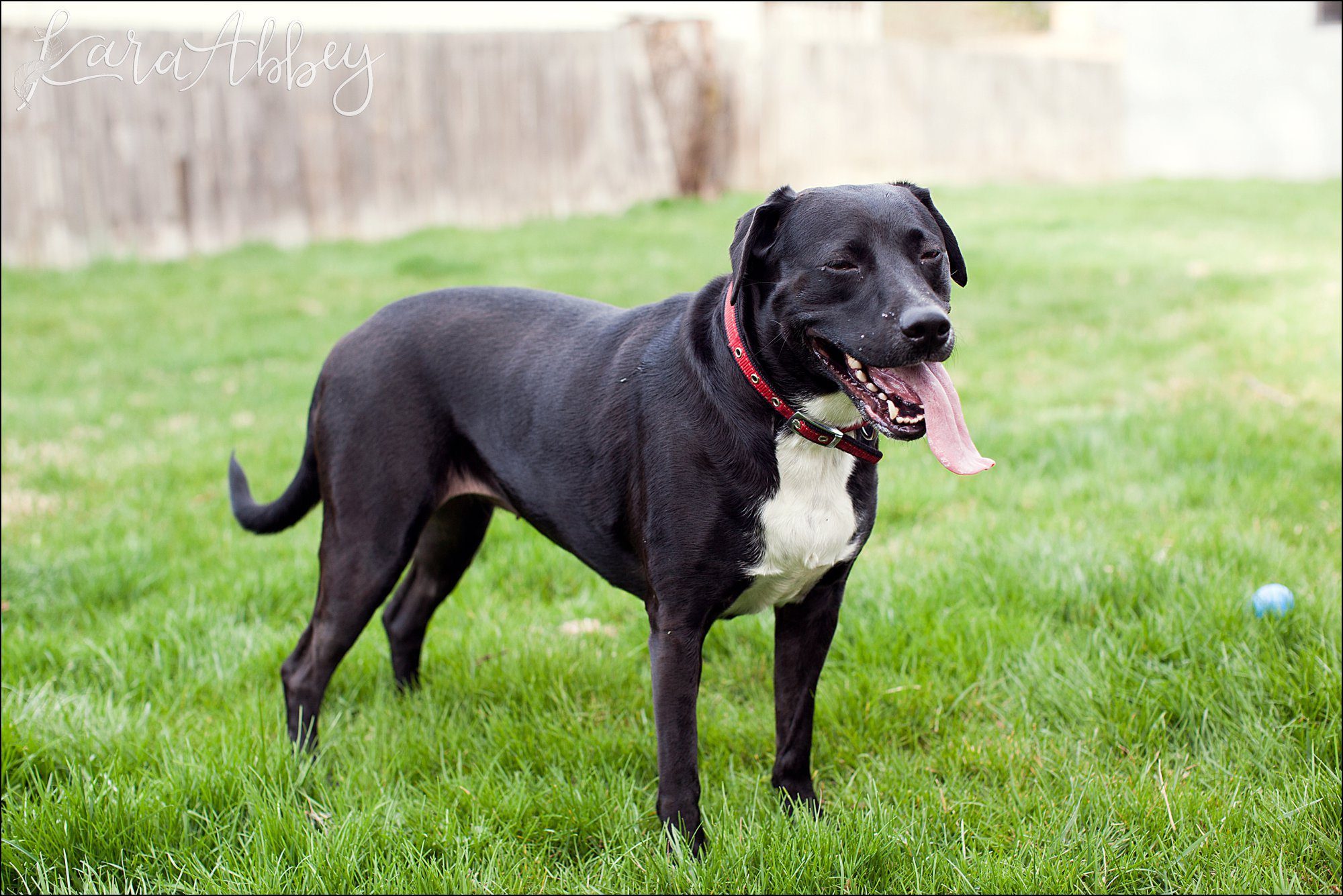 Abby's Saturday (a weekly photo featuring my Black Lab) BLOOPER REEL from 2016 by Irwin, PA Photographer