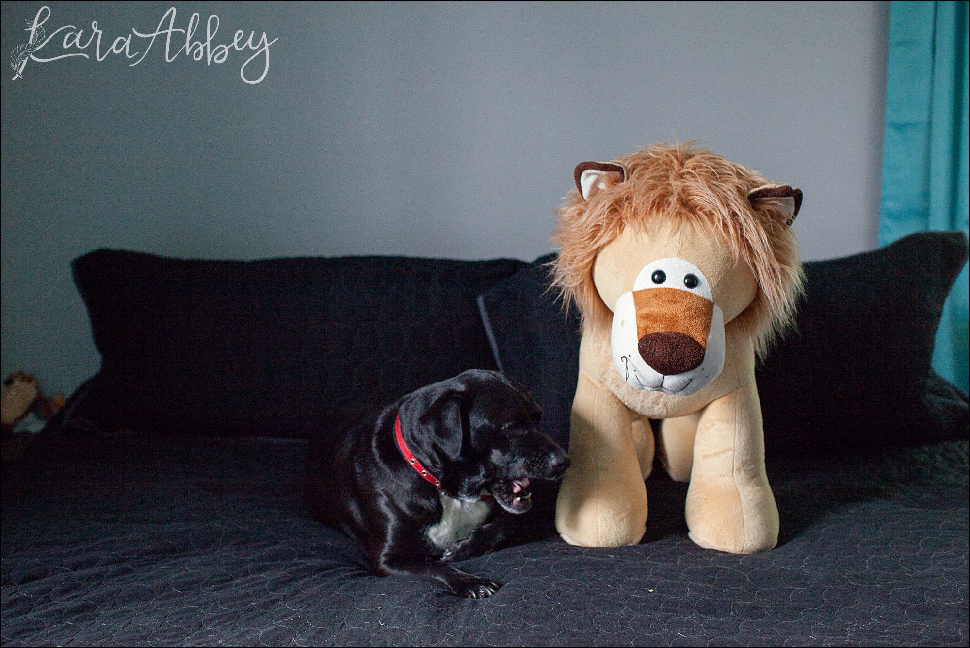 Abby's Saturday (a weekly photo featuring my Black Lab) BLOOPER REEL from 2016 by Irwin, PA Photographer