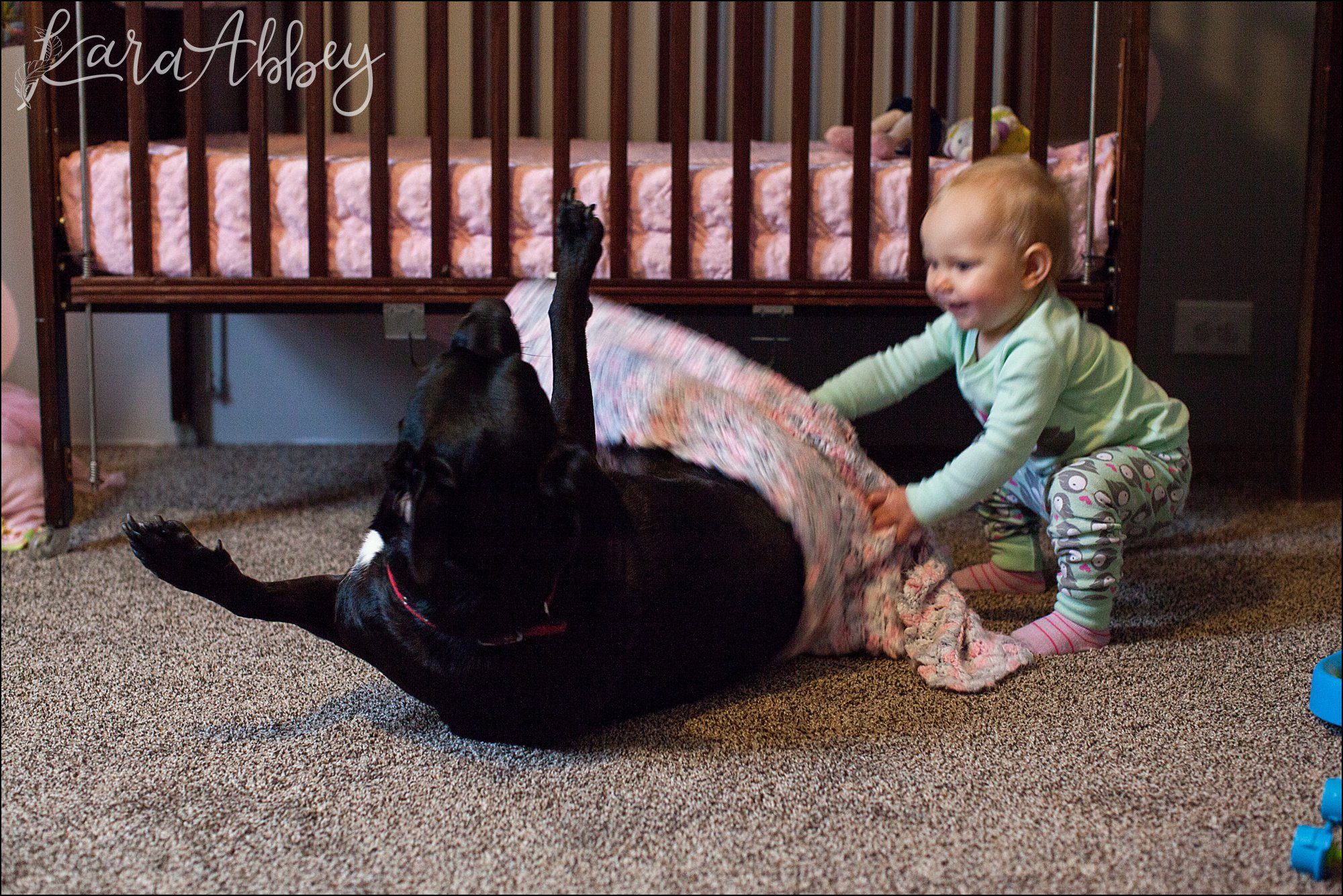 Abby's Saturday (a weekly photo featuring my Black Lab) BLOOPER REEL from 2016 by Irwin, PA Photographer