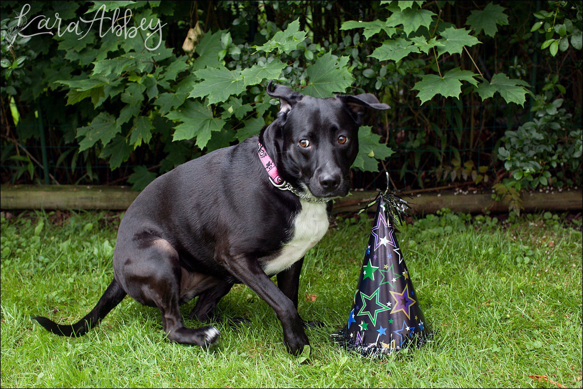 Abby's Saturday (a weekly photo featuring my Black Lab) BLOOPER REEL from 2016 by Irwin, PA Photographer