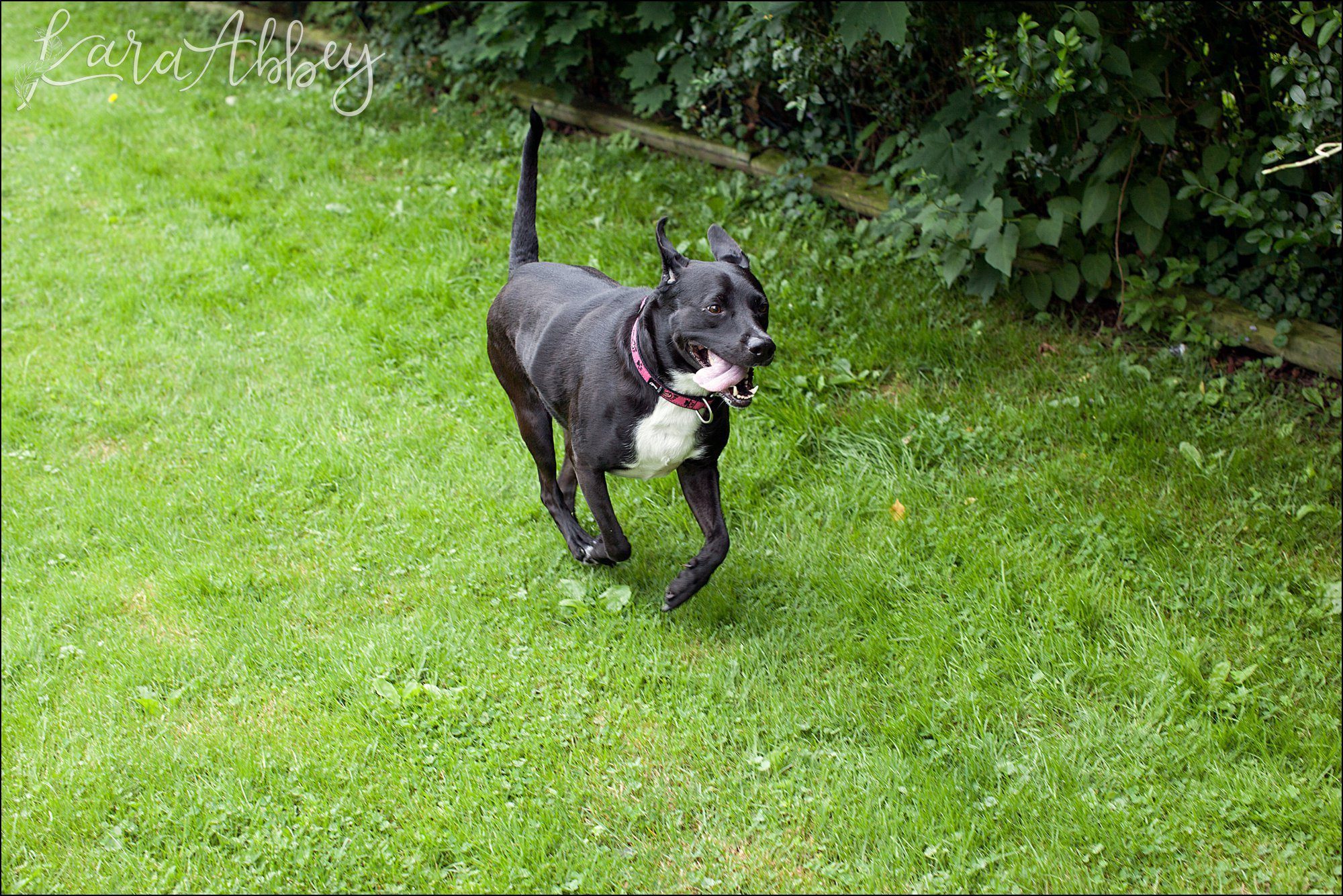 Abby's Saturday (a weekly photo featuring my Black Lab) BLOOPER REEL from 2016 by Irwin, PA Photographer