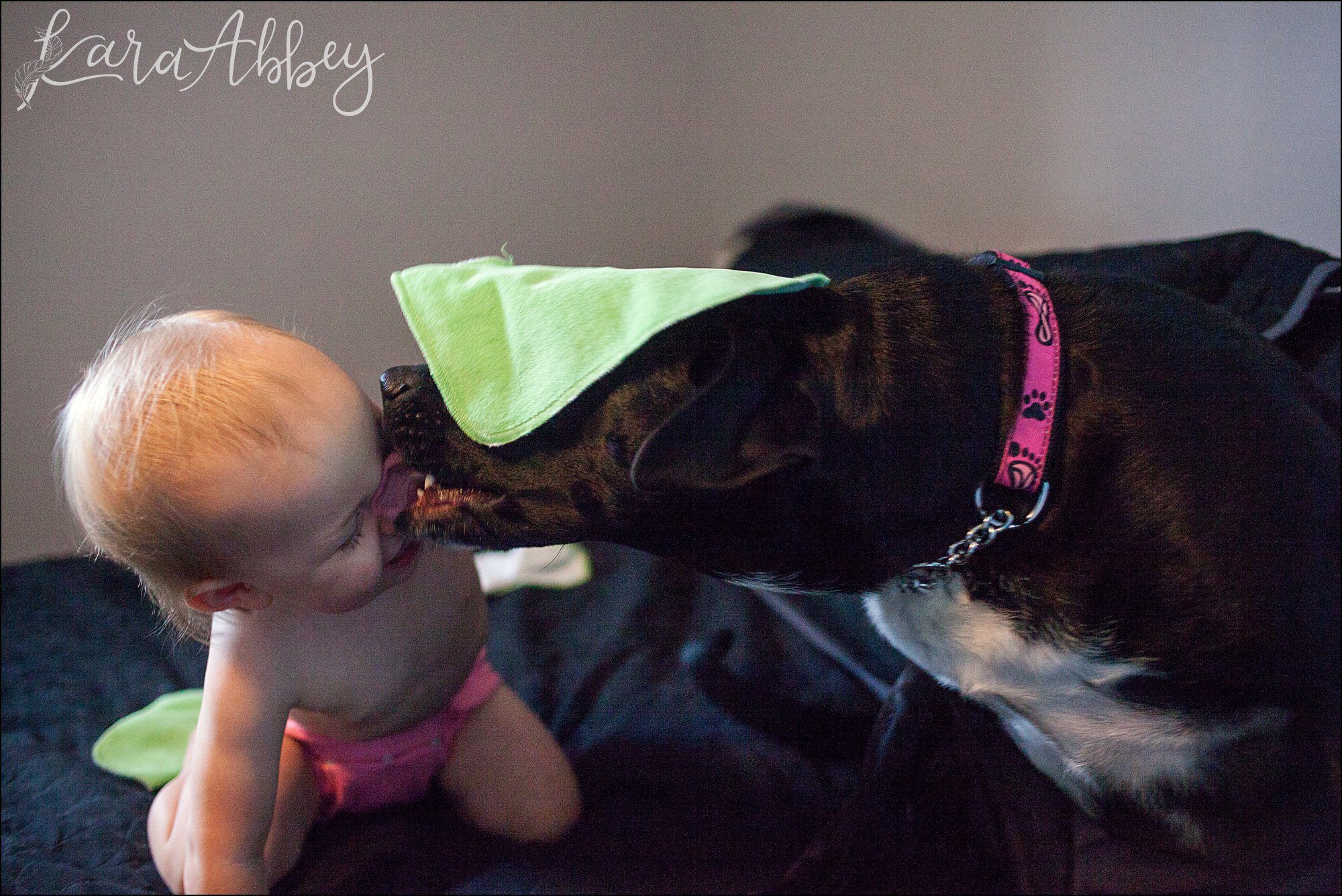 Abby's Saturday (a weekly photo featuring my Black Lab) BLOOPER REEL from 2016 by Irwin, PA Photographer