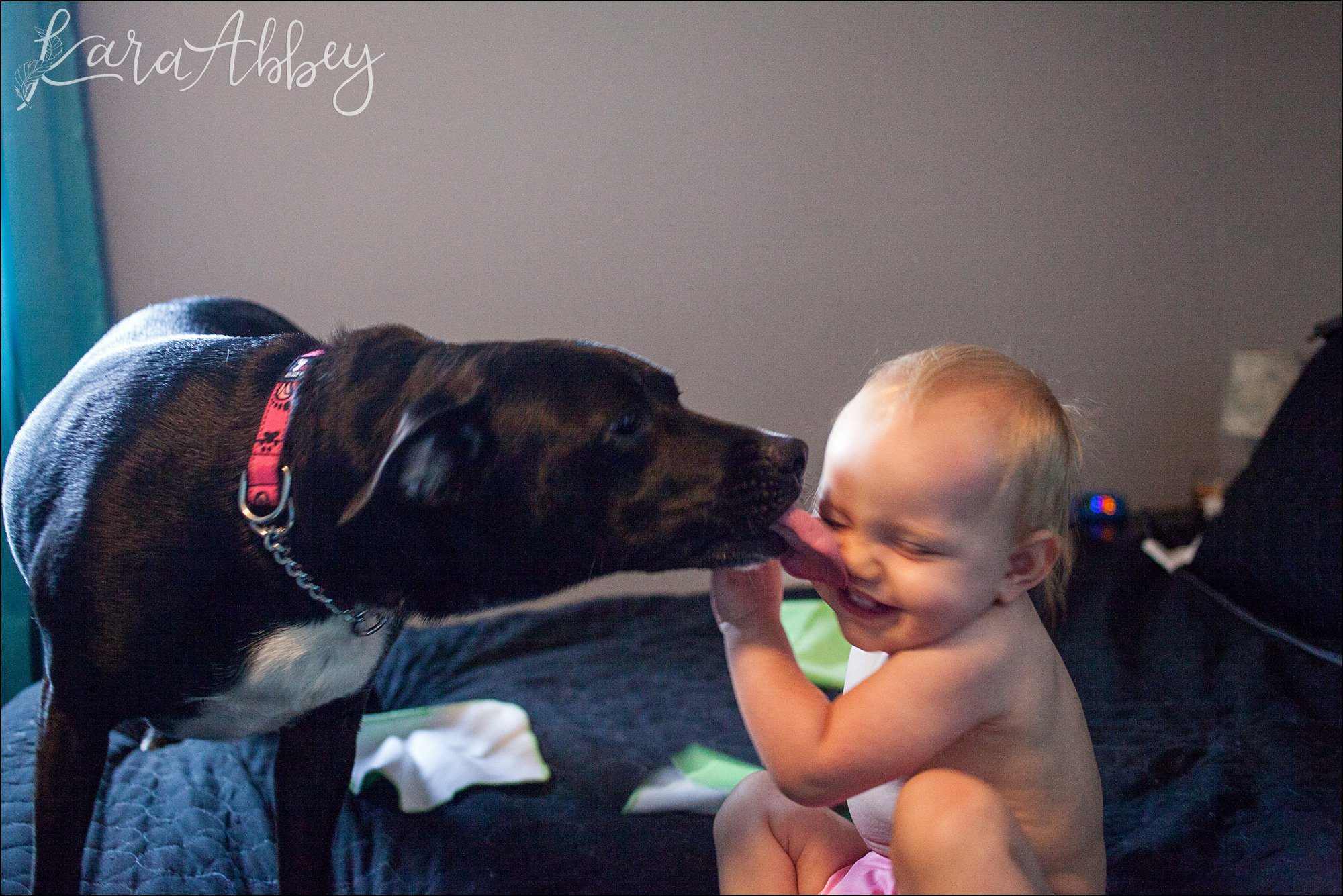 Abby's Saturday (a weekly photo featuring my Black Lab) BLOOPER REEL from 2016 by Irwin, PA Photographer