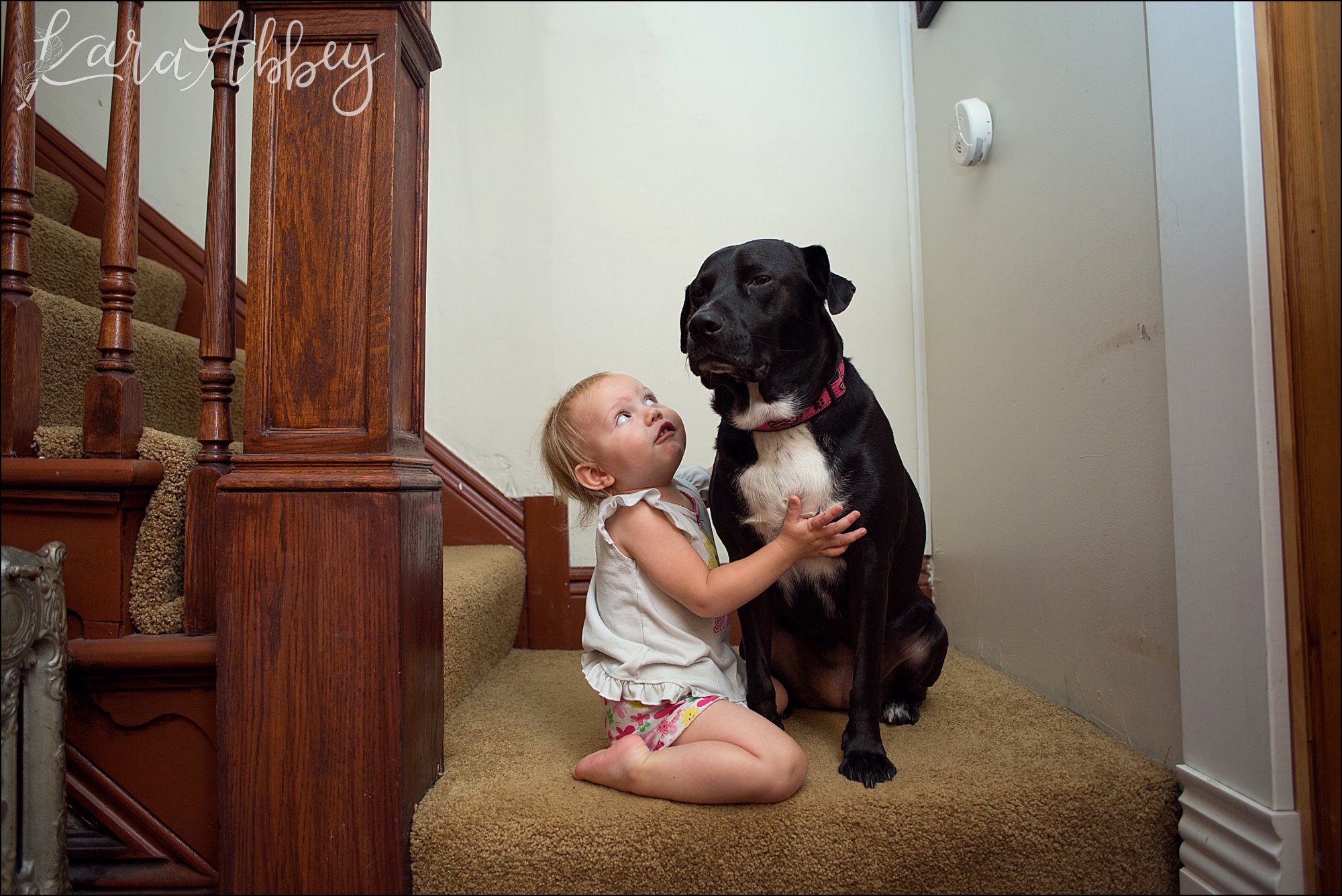 Abby's Saturday (a weekly photo featuring my Black Lab) BLOOPER REEL from 2016 by Irwin, PA Photographer
