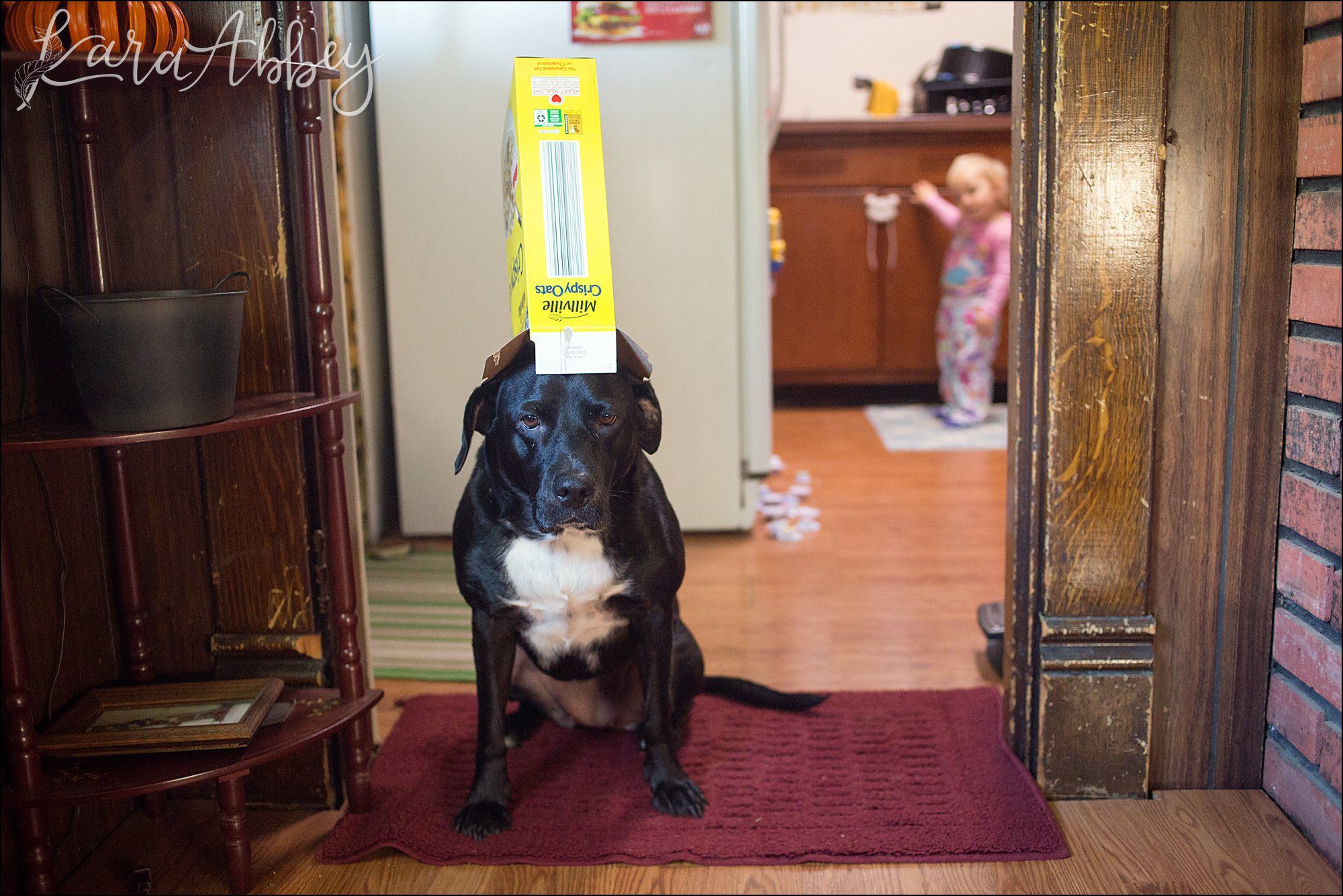 Abby's Saturday (a weekly photo featuring my Black Lab) BLOOPER REEL from 2016 by Irwin, PA Photographer
